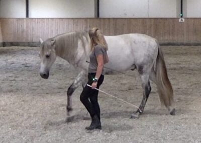 Hanne og Bucefalo straightness training kursus