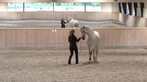 Hanne Bucefalo groundwork Hestevisdom thumb