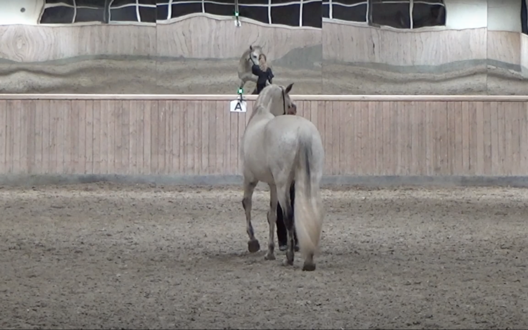 Letheden i traversaden / Haunches-in