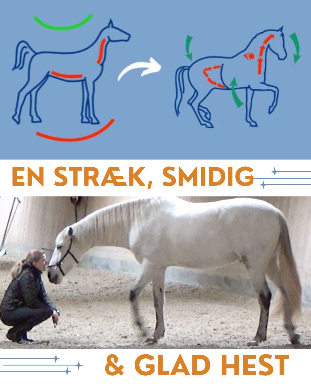 En glad hest Hestevisdom onlineprogram
