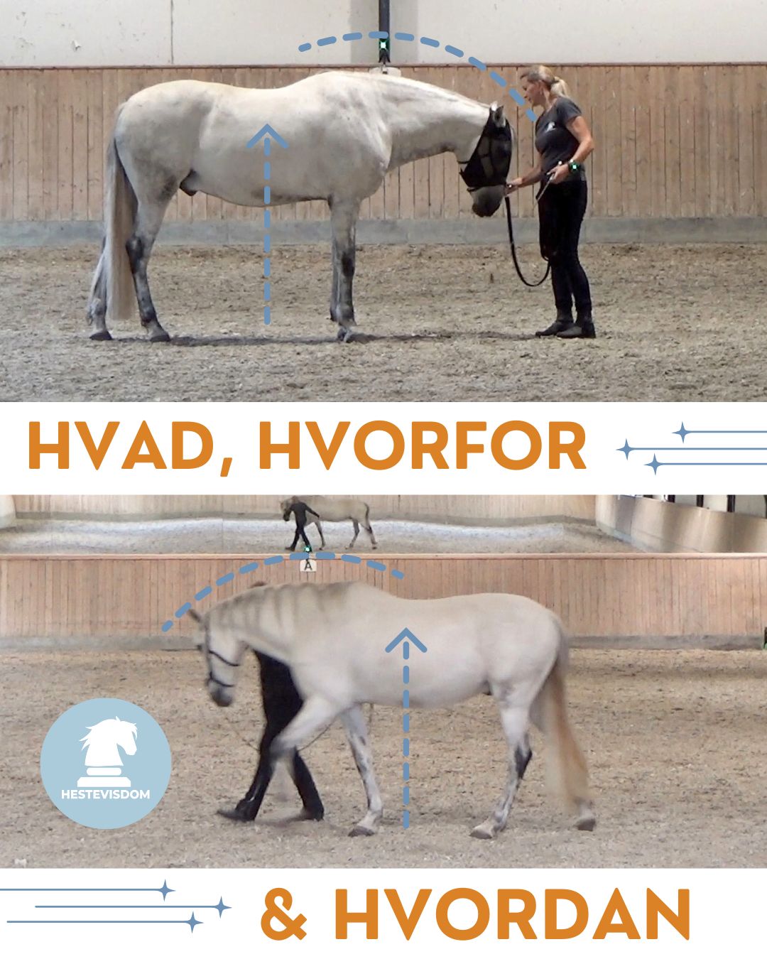 Hvad.hvordan og hvorfor Hestevisdom onlineprogram