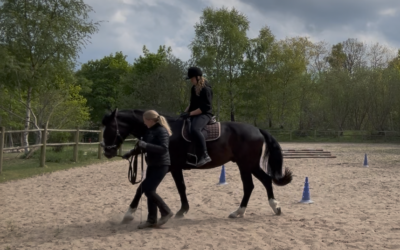 Home 3 Skab den hest du drømmer om